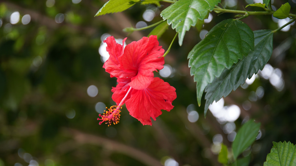 赤いハイビスカスの花